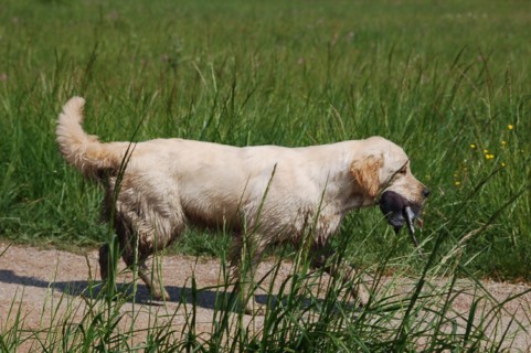 fidji